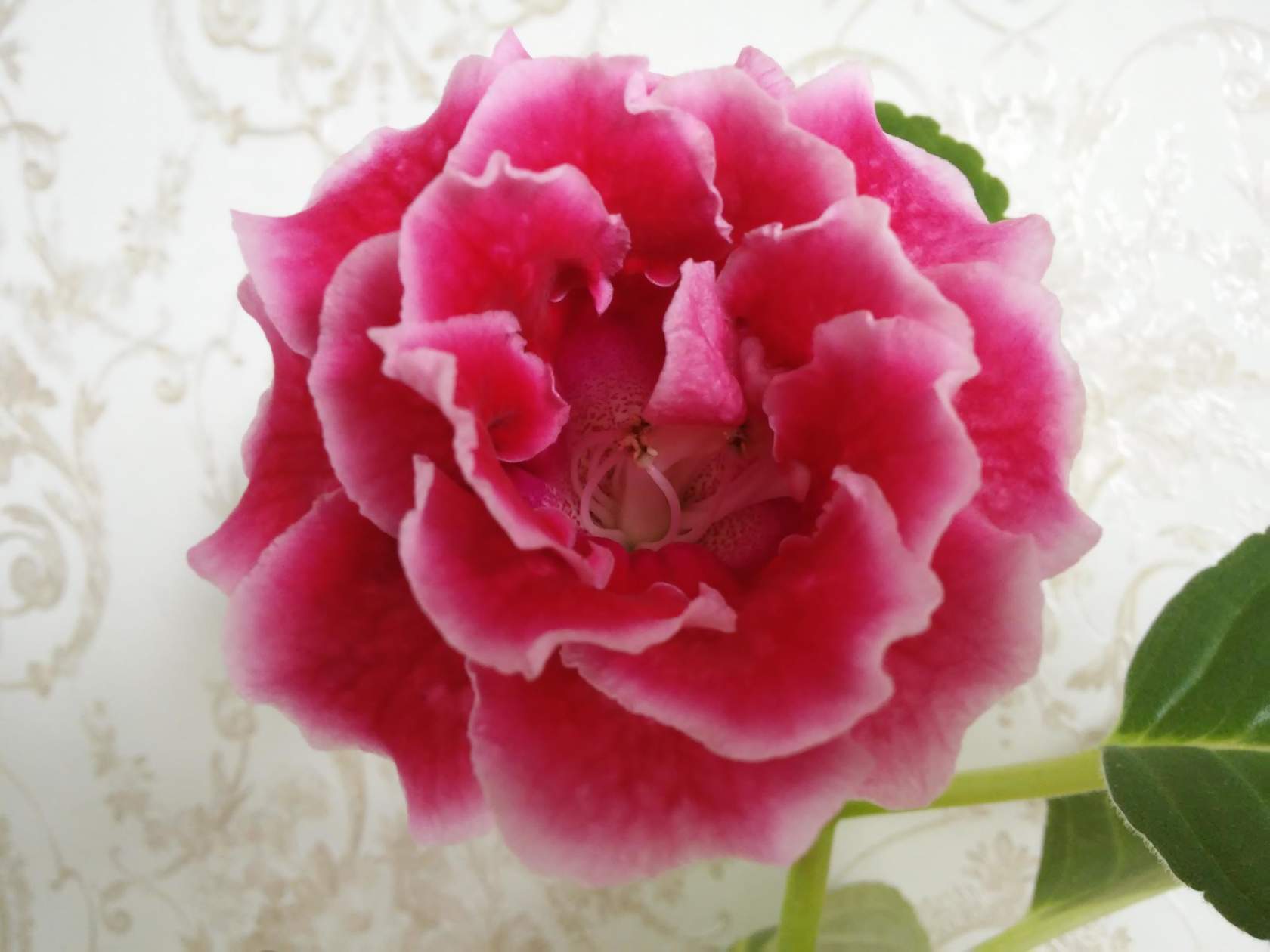 Rokoko Pink